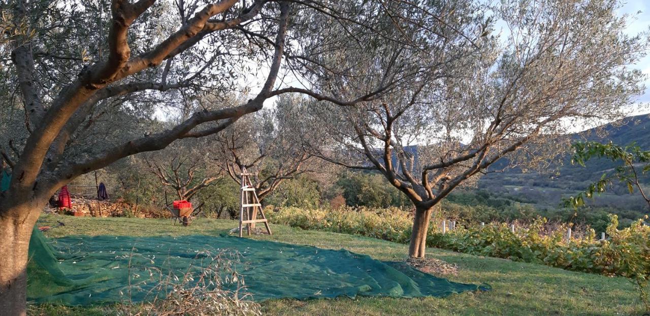 Il Glicine Bed & Breakfast San Dorligo della Valle Eksteriør bilde